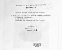 Puccinia mirabilissima image
